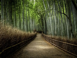 Camino en el Bosque de bamboo en Japón